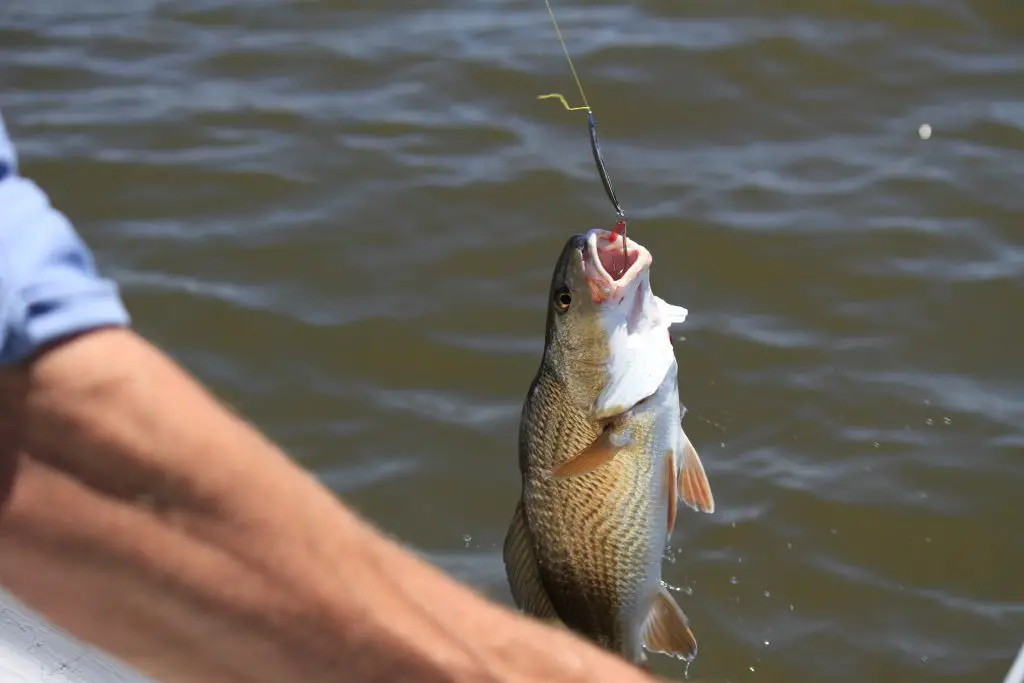 how to catch every fish that bites fish hooked