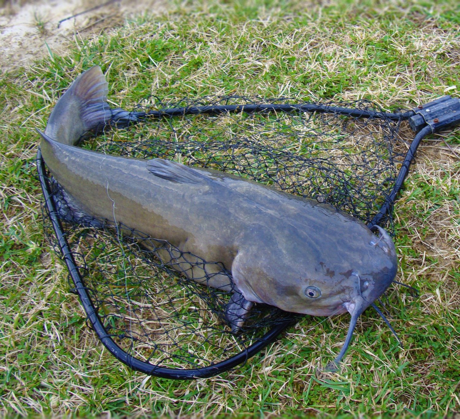 5 baits that are guaranteed to catch catfish in rivers - Go Fishing Outdoors