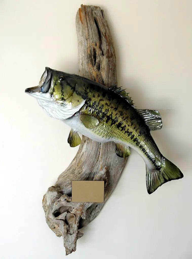 large mouth bass, fish mount, taxidermy