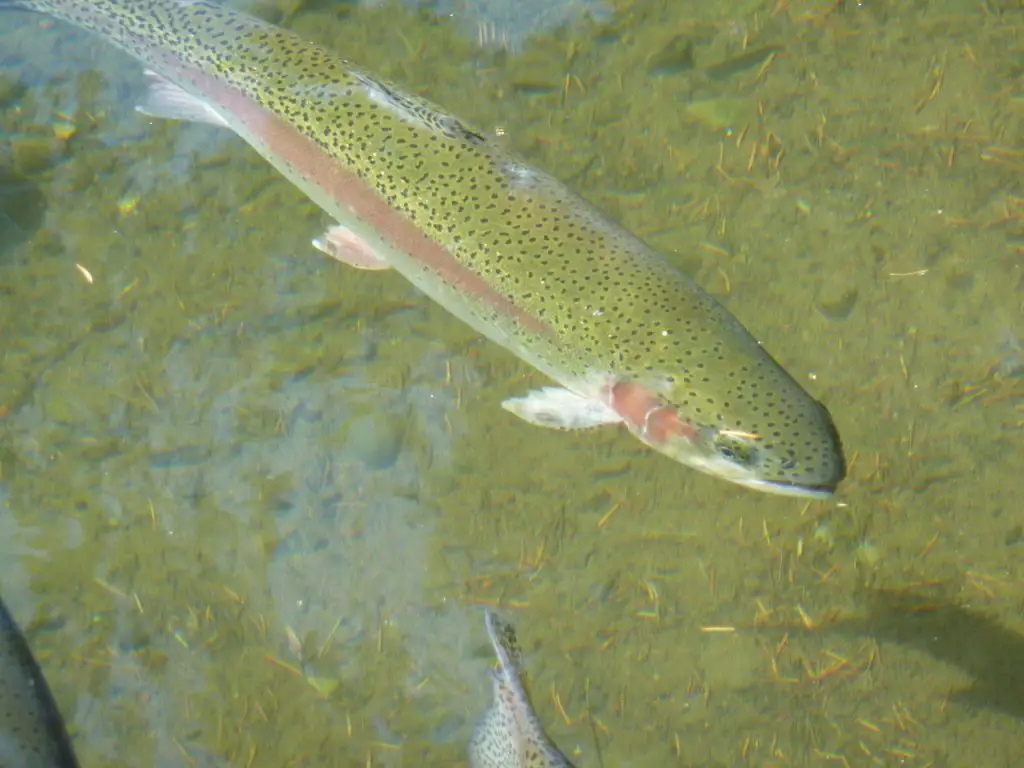 trout, fish, rainbow trout