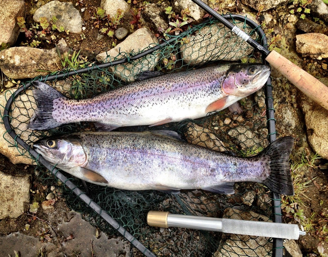 trout, rainbow, fish