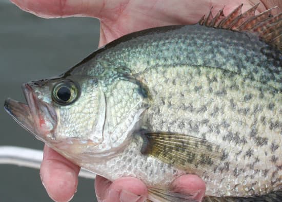 the best month to catch crappie caught