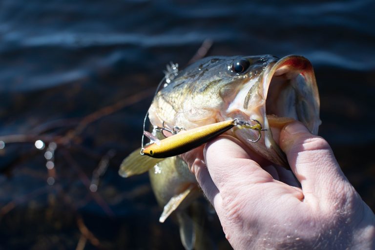 largemouth bass, crank bait, fishing