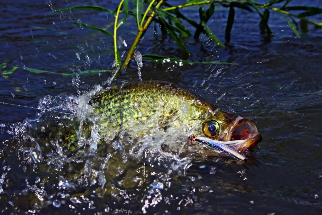 the best month to catch crappie fighting