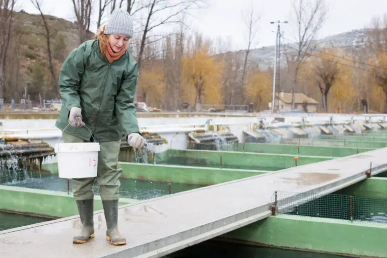 catch fish in a pond with a net feeding fish