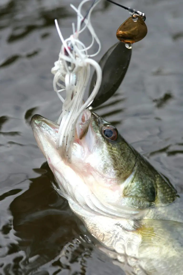 best color spinnerbait white bass caught