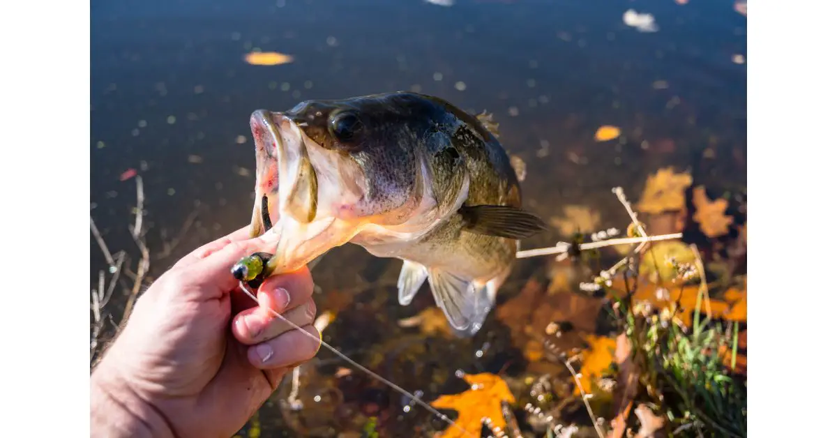 October bass fishing how to catch