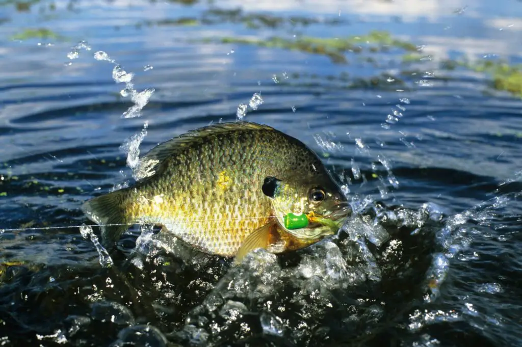 Everything You Need To Know To Catch Bluegill From Deep Water - Go ...