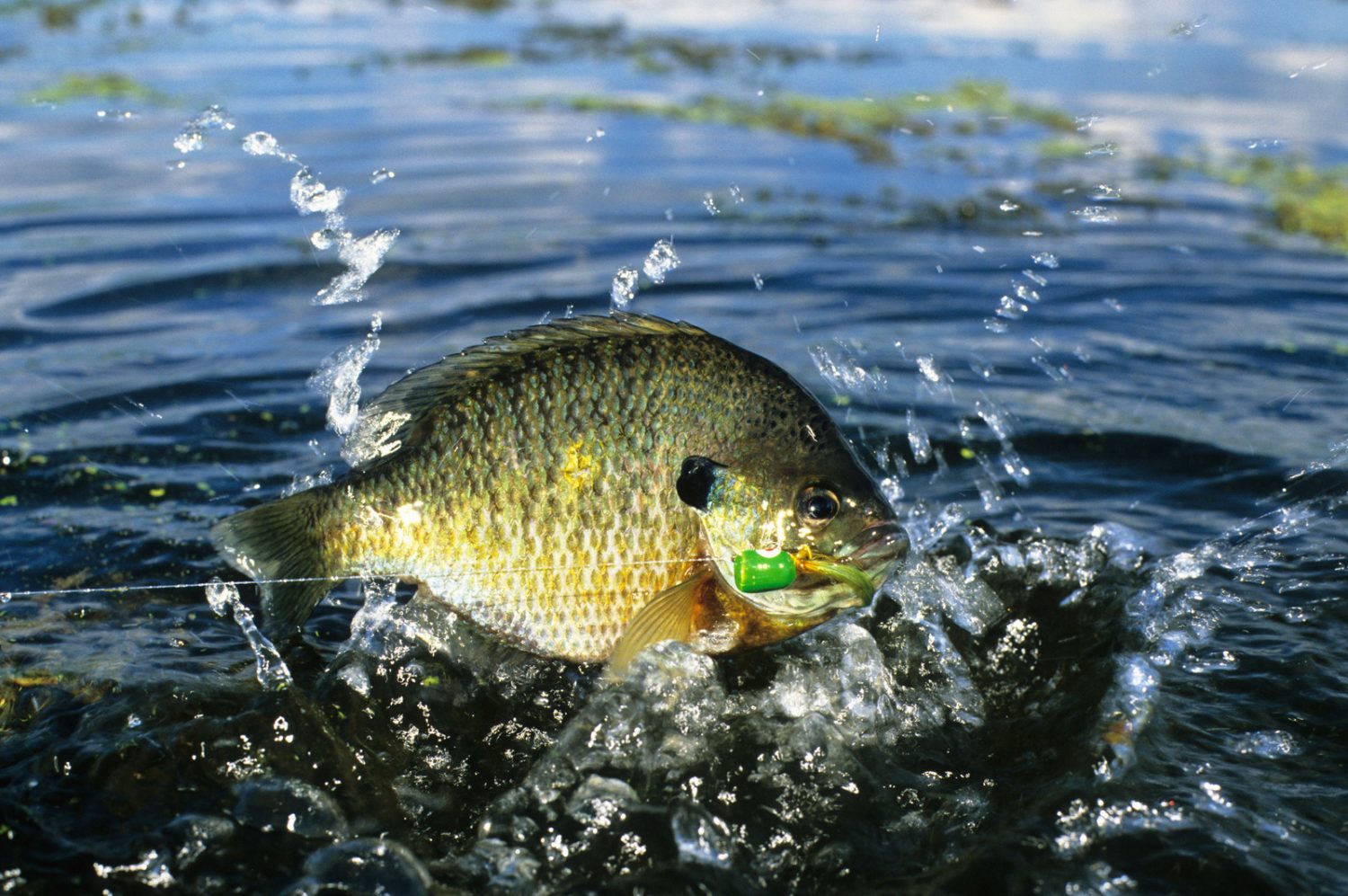 Everything you need to know to catch bluegill from deep water Go