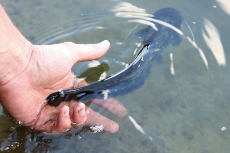 release fish how to be more environmentally friendly