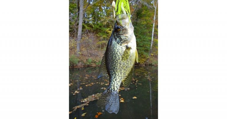 crappie spinnerbaits catch what fish