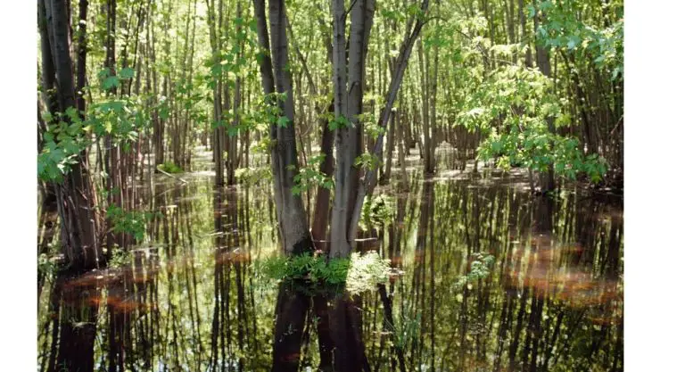 trees how to improve bass fishing