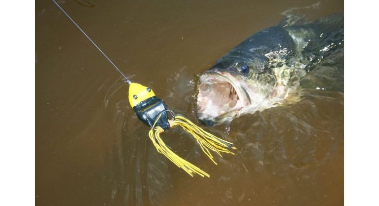 topwater frog bass top feeder bottom feeder