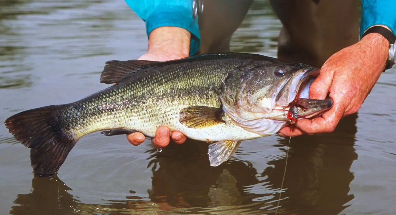 The absolute best month for bass fishing | When to catch the biggest and  most bass of your life - Go Fishing Outdoors