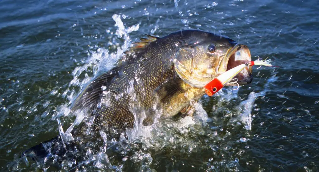 fall bass fishing lures