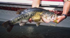 bass fishing tips and tricks