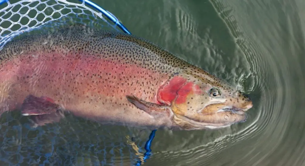 rainbow trout endangered