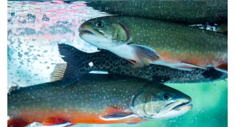 rainbow trout endangered