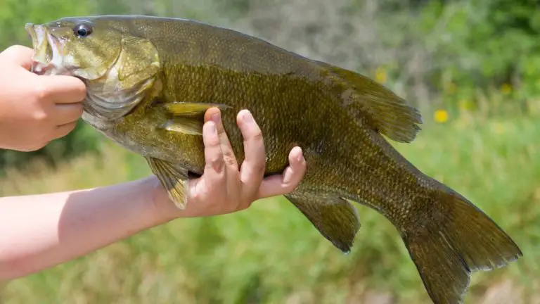 river fish common