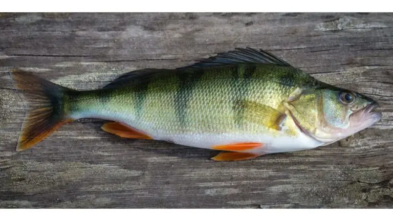 perch river fishing